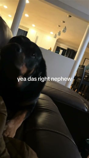 POV: You Stop Petting Your Dog 😭