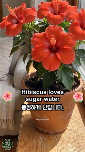 Exploring Sugar Water and Kitchen Ingredient Combinations for Plant Care #KitchenIngredients #Pla...