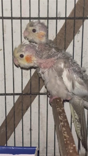 Cockatiel bird baby 🐣| #cockatiel #birds #baby #cockatielbird #parrot #cutebaby #ytshorts #shorts