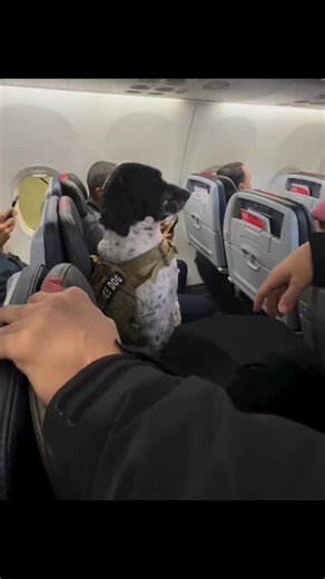 Emrah çevik on Instagram: "“Pumped Up Kicks” is a song by Foster the People, released in 2010. Despite its upbeat, catchy, indie-pop sound, the lyrics deal with a dark and serious topic. The song is written from the perspective of a troubled, mentally unstable teenager who fantasizes about violence—specifically, using a gun against other kids (“all the other kids with the pumped up kicks”). Mark Foster, the lead singer and writer, explained that he wanted to raise awareness about youth mental he