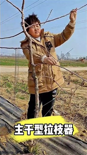 Main trunk branch trainer #orchard management #fruit tree planting #Main trunk type branch puller