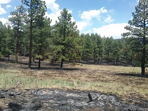 Fire Ecology and Forestry - Philmont Scout Ranch
