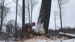11K views · 272 reactions | Big trees fall hard! This is from awhile back cutting some timber in Ohio. Whitetails are my passion but my logging business keeps food on the table for my family. What do you do for a living? Have a great Friday everyone! #timber #chainsaw #friday #tgif #work #bigtree #whitetailedges | Whitetail Edge | Facebook