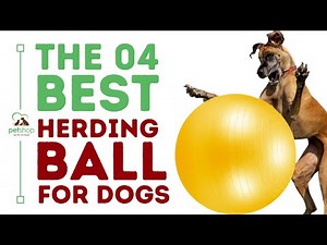 The Best Herding Ball for Dogs