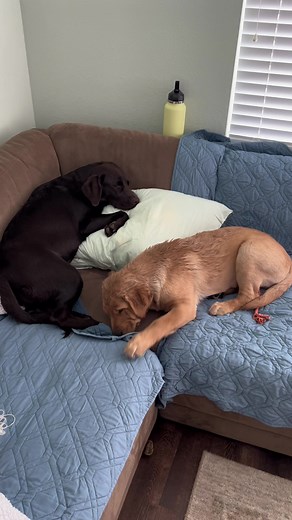 Funny Dog Naptime Mishap | Labrador Puppy Peeing While Sleeping