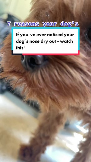 Why Is My Dog’s Nose Dry? 7 Common Reasons Explained