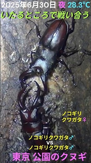 クワガタ種類別バトル＜25年回想編①＞ #樹液ウォッチング #コクワガタ #ノコギリクワガタ #ヒラタクワガタ #昆虫ウォッチング #クヌギ #コナラ