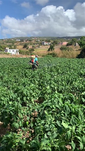 Growing Canadian Sweet Peppers and Cantaloupe