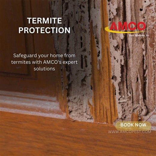 🌼🏡 Protect your home from termites with AMCO Pest Solutions! Our expert team uses top-notch treatments to safeguard your property. Call (888) 593-4948 or visit www.amcopest.com to schedule an inspection! 📞🐜 #AMCOPestSolutions #TermiteControl #HomeProtection #ExpertSolutions | Amco Pest Services, Inc.