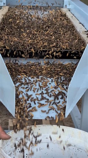 397K views · 5.4K reactions | hari ni masukkan pre pupa dalam fly house. #blacksoldierflyfarming #fypjangkauanluas | Hamzah Mohd Tang | Facebook