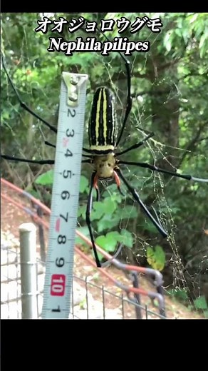 震えてますピピってます オオジョロウグモ 沖縄の蜘蛛 spider