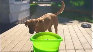 Check out how much this dog LOVES her GoDogGo Fetch Machine Automatic Ball Launcher for Dogs! | Modern Dog magazine