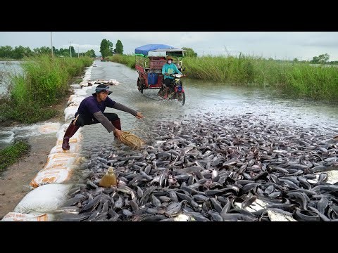 Essential Guide to Catching Copper Snakehead Fish