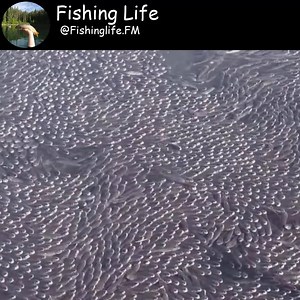65K views · 975 shares | Synthetic Moments There are Millions of Fish Dancing in the Sea | Fishing Life | Facebook