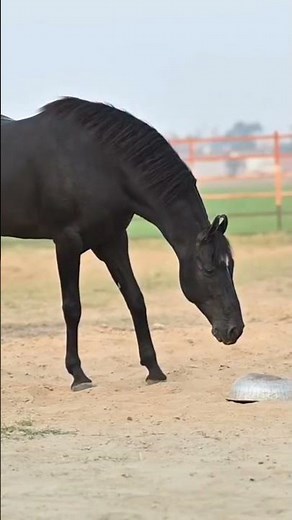 Punjab shingar punjab di shan