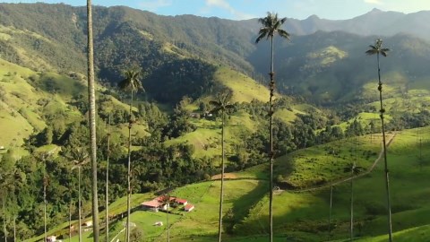 Le cœur vert de la Colombie : explorez la splendeur de la vallée de Cocora