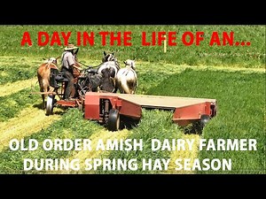 One Day in the LIFE OF OLD ORDER AMISH Dairy FARMER During Hay Season in Lancaster County, PA