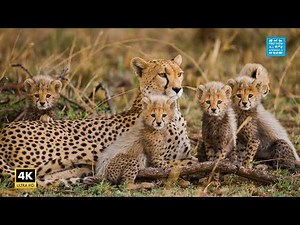 Baby Animals 4K 🐾 Cute Baby Cheetahs Playing & Running in African Savanna with Cheetah Mom