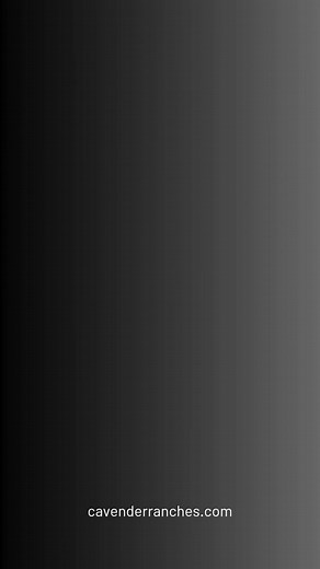 3K views · 52 reactions |  ACE OF SPADES DAUGHTERS  Impressive set of Ace of Spades daughters in our upcoming Fall Production Sale! Join us November 14-15, 2025 at Cavender's Neches River Ranch for the 21st Annual Fall Production Sale! Sale details and catalog available: https://cavenderranches.com/nov-2025 #brangusfemales #ultrablack #brangus | Cavender Ranches - Registered Brangus Cattle | Facebook