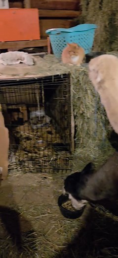 14 reactions · 4 comments | 蓮 Kibble time! Never gets old 殺  Volume up for funny alpaca noises! 藍 | PacasWest | Facebook