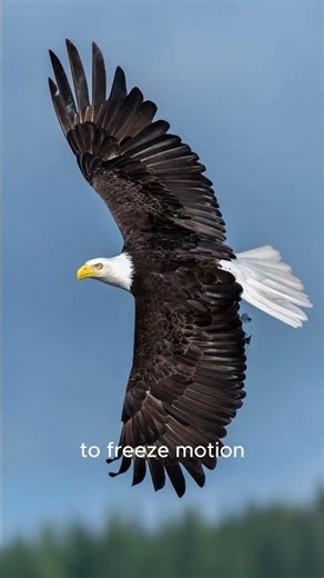 Ready to capture those majestic birds in action? 🦅