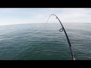 Catching Your Own Bait for BIG Flounder/Fluke! Montauk Marathon Trip