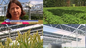 4.7K views · 47 reactions | Solar-Module über dem Acker Auf dem Acker Lebensmittel und Energie erzeugen - funktioniert das? Ein Forschungsprojekt des Freiburger Fraunhofer Instituts zeigt, dass dies grundsätzlich möglich ist. Doch wie wachsen Getreide, Kartoffeln oder Gemüse im Schatten der Solar-Module? Autor: Henning Biedermann Quelle: Bayrischer Rundfunk Dauer: 5:22 Minuten | Neue Wege finden | Facebook