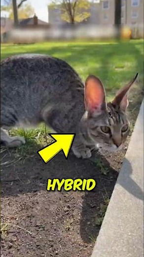 These are 5 Real Hybrid Animals That Actually Exist
