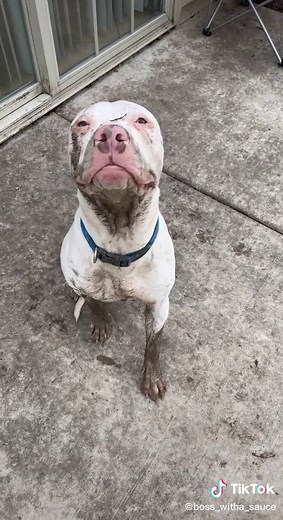 This Mfer Here! #tyson #dog #dirtydog #fyp dont worry. I have many bloopers like this😂