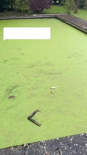 Cleaning an Algae-Covered Pond: Step-by-Step Guide