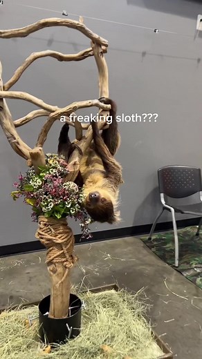 Skyzone Petting Zoo Experience