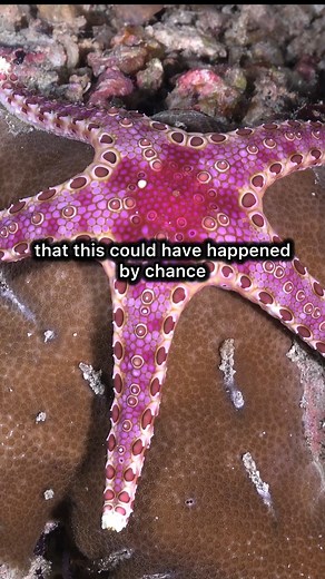 If evolution is mindless and random… How do we explain the elegance, symmetry, and grace of sea creatures? This isn’t just survival—it’s art. What if there's more to the story than chance? #DesignOrAccident #UnderwaterWonder #ChallengingEvolution | Lost World Museum