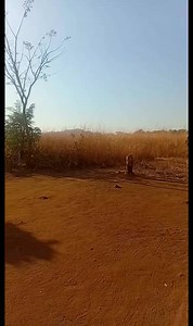 Nhasi masango matema | Tobbyvines Comedian