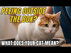 WHY DOESN'T MY CAT USE THE LITTER BOX? SEE THE CAUSES AND SOLUTIONS
