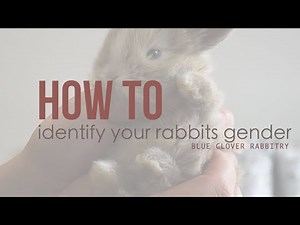 How To Identify A Rabbits Gender