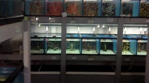 17K views · 205 reactions | Ever wonder what Sustainable Aquatics Broodstock room looks like? Or how about our grow out rooms? Curious about Sustainable Aquatics background is, or what we have going on? Check out this video then ! It sure to WOW you! | Sustainable Aquatics | Facebook