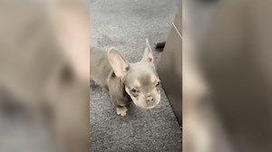 Alleged Gang Members Steal French Bulldogs Among Other Crimes: San Jose Police