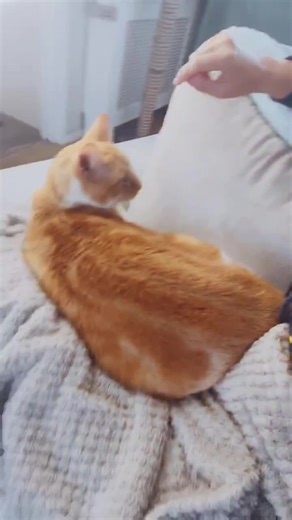 Cat Cruise: Taking Your Feline Friend on a Cruise Ship Adventure