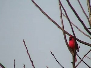 Cardinal On Branch 2
