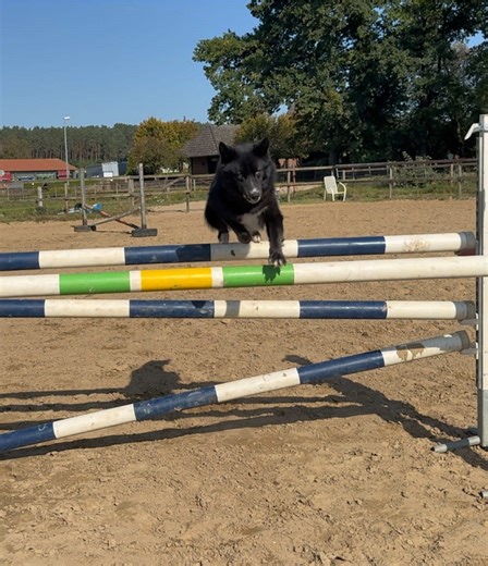 Warum dieser Hund so hoch springen kann