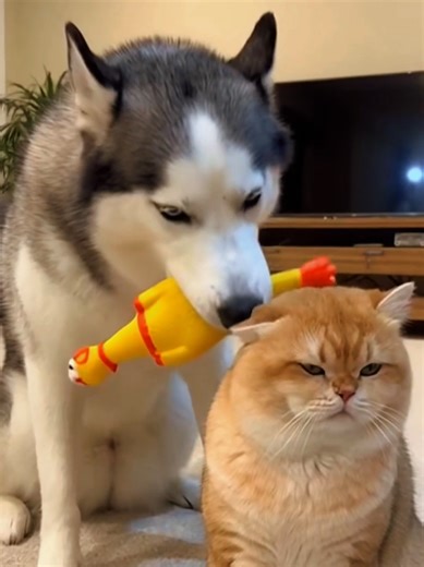 Crazy Cat Animation: A Hilarious Adventure