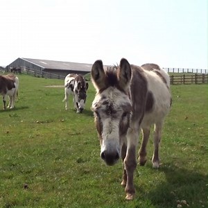 Dandelion was one of of 14 donkeys rescued from miserable conditions following a report from a concerned member of the public. 💔 Read their story ➡️ bray.news/fb-14-donkeys | The Donkey Sanctuary