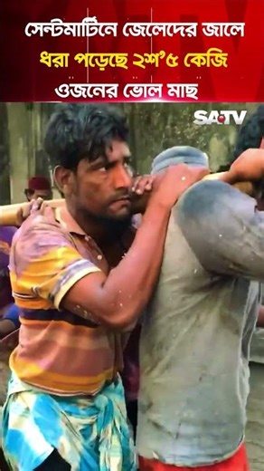 সেন্টমার্টিনে জেলেদের জালে ধরা পড়লো ২শ’৫ কেজি ওজনের বিশাল ভোল মাছ | SATV