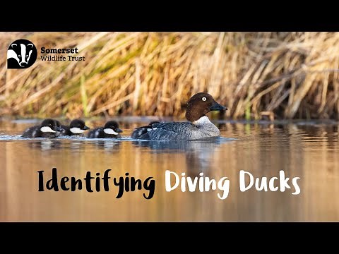 Identifying Diving Ducks