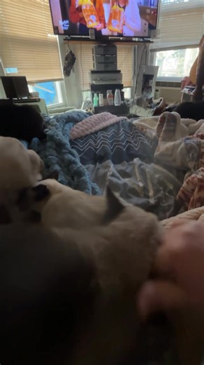 I didn't go to bed too late, which is why I'm still in bed. Come on, not these kitties, we get to sleep. It's a full-time job, but hey, raising kids is a lifelong commitment lol | Annette Mignona