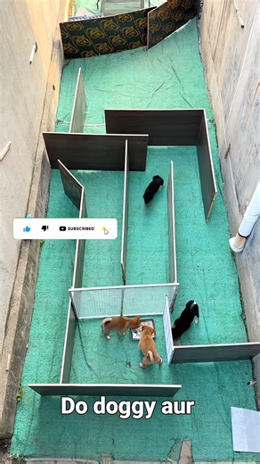 देखो कैसे owner ने dog के दिमाग़ का पता लगाया #dogsworld #doggys #kindness