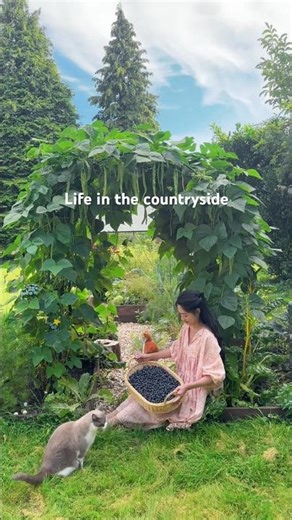 Harvesting & Cooking with blueberries 🫐🍓🥦
