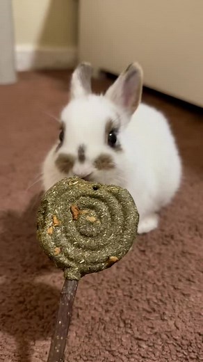 Adorable White Dwarf Rabbit Enjoying a Sweet Treat