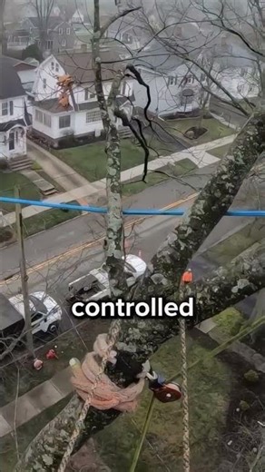 How trees are cut down above houses...