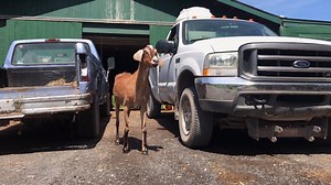 3.1K views · 445 reactions | Who remembers how bent ancient Ollie’s legs once were? From taking turmeric and black pepper supplements to constant exercise from keeping up with the younger goats, his extremely bent knees are now almost completely straight! Three cheers for Ollie’s second wind! | Catskill Animal Sanctuary | Facebook